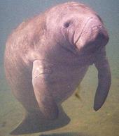 Manatee profile picture