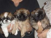 Pekingese Puppies For Sale!!! profile picture