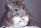 chinchilla_grrl