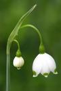 Lily of the valley profile picture