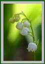 Lily of the valley profile picture