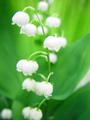 Lily of the valley profile picture