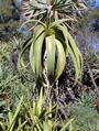 Aloe sabaea profile picture