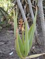 Aloe sabaea profile picture