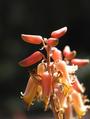 Aloe sabaea profile picture