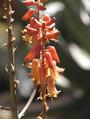 Aloe sabaea profile picture