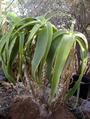 Aloe sabaea profile picture