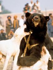 SAVE BEARS NOW !!! profile picture