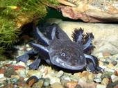 axolotl profile picture