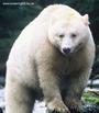 SAVE BEARS NOW !!! profile picture