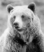 SAVE BEARS NOW !!! profile picture