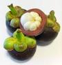 Tree of Life Mangosteen Fruit profile picture