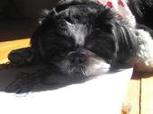 Pippin the Shih Tzuâ„¢ profile picture