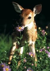 fawn ~ sentient profile picture