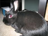 eboneerabbit