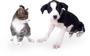 puppies and kittens profile picture