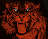 CLAP CLAP tiger profile picture