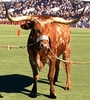 Texas Longhorns profile picture