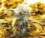 sensiseeds profile picture