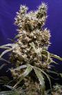 sensiseeds profile picture