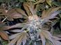 sensiseeds profile picture