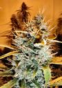 sensiseeds profile picture