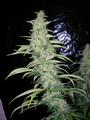 sensiseeds profile picture