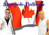 stampedebulldogs