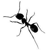 an ant profile picture