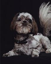 cartershihtzu