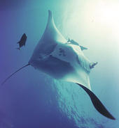 The Manta profile picture