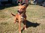 DogTrouble.Net Greenville's Dog Whisperer profile picture