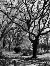 CEMETERY PRINTS profile picture