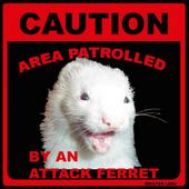 ♥ FERRETS ARE LOVE ♥ profile picture