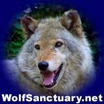 wolf_sanctuary