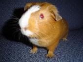 emo the DEAD guinea pig profile picture