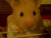 Dougle the hamster profile picture