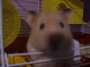 Dougle the hamster profile picture