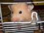 Dougle the hamster profile picture