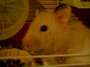 Dougle the hamster profile picture