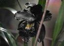 Black Orchid profile picture