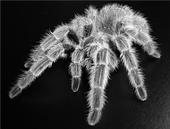 TARANTULA profile picture