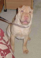 carmellathesharpei