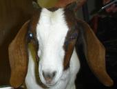 Beachy The Goat profile picture