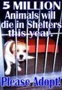 END ANIMAL CRUELTY profile picture