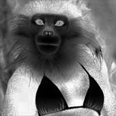 BIKINI GIBBON profile picture