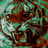 Tigerasylum Records profile picture