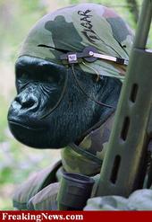 Gorilla Warfare profile picture