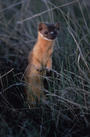 DA_Red weasel profile picture