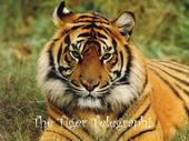 Tiger Telegraph profile picture